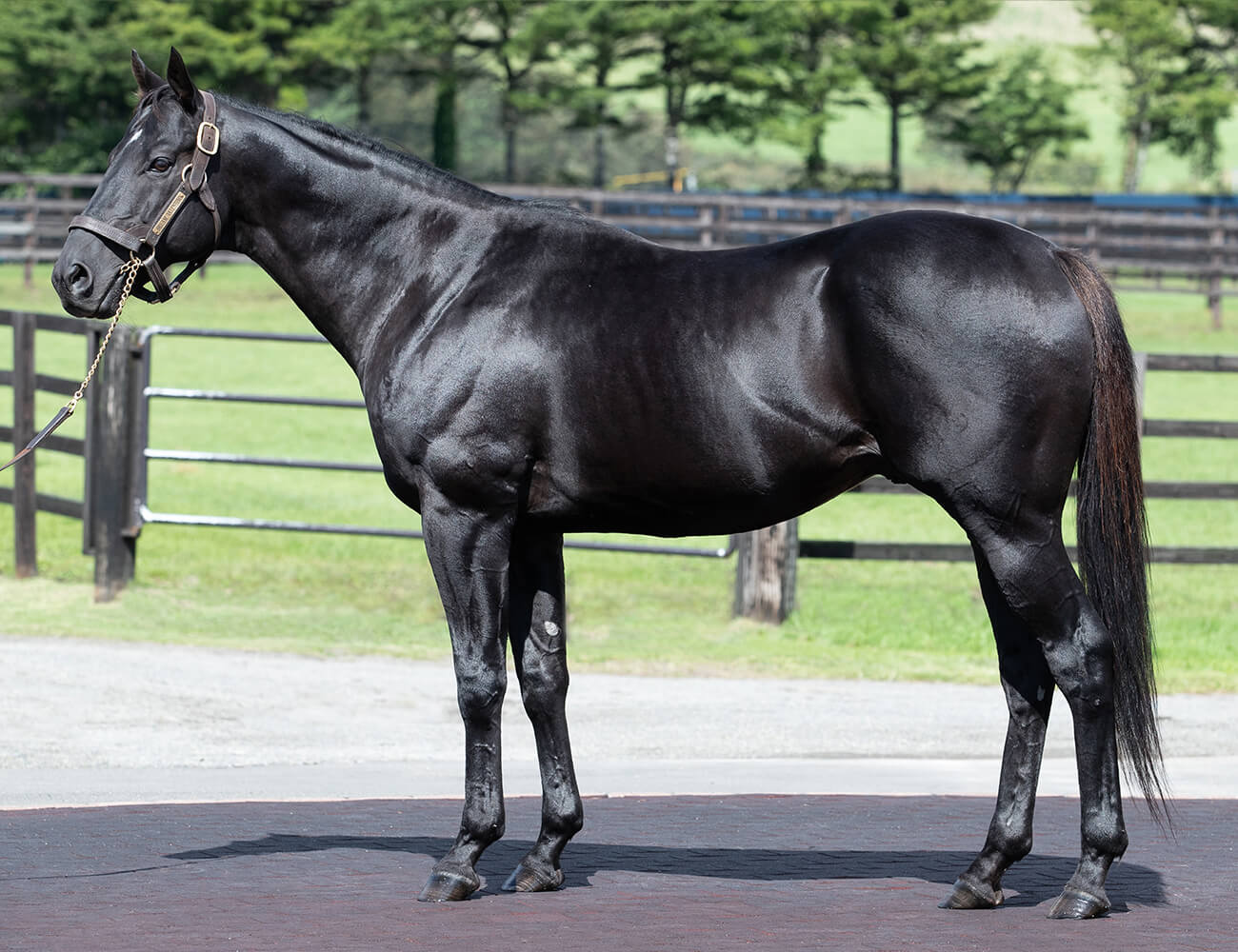 アロースタッドの種牡馬一覧