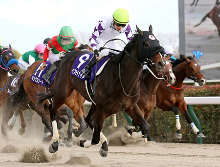 ペプチドナイル